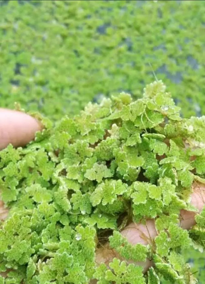 azolla