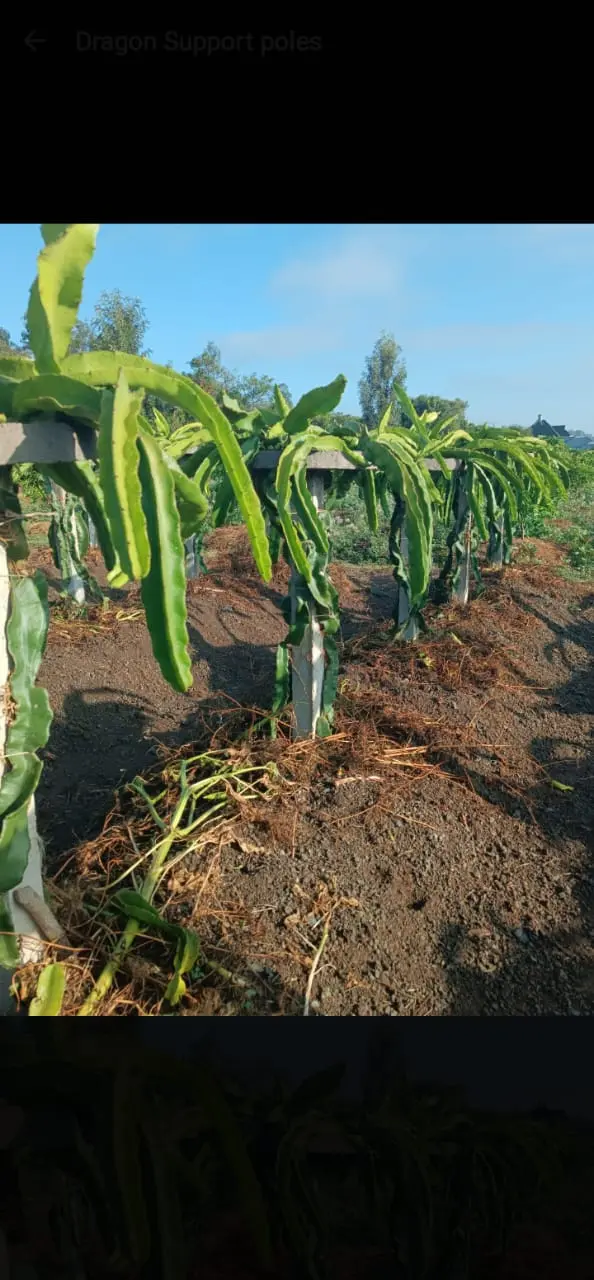 dragon fruit support poles