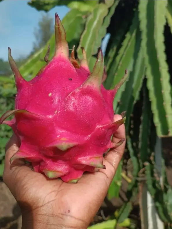 Dragon fruit